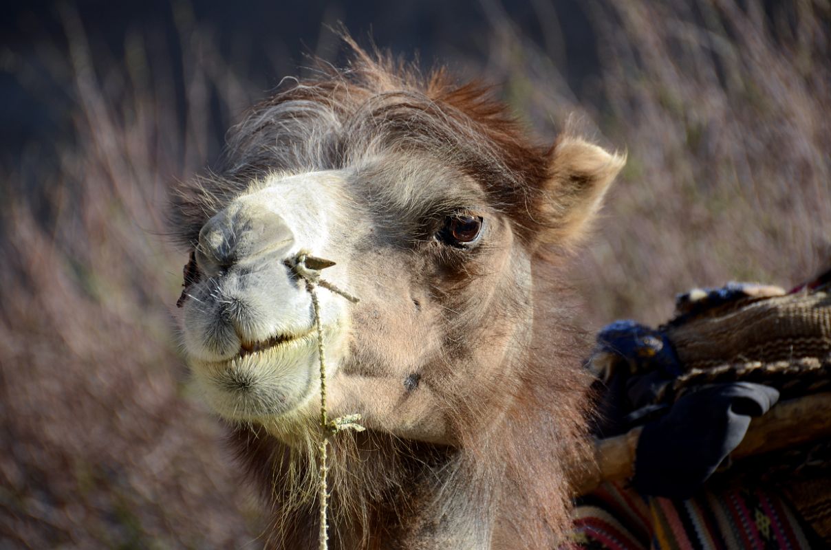 26 Camel Close Up At River Junction Camp In The Shaksgam Valley On Trek To K2 North Face In China